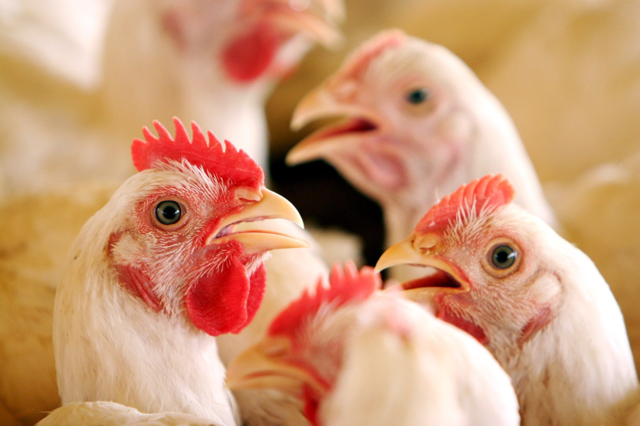 Falta frango no Reino Unido, e exportação brasileira pode crescer