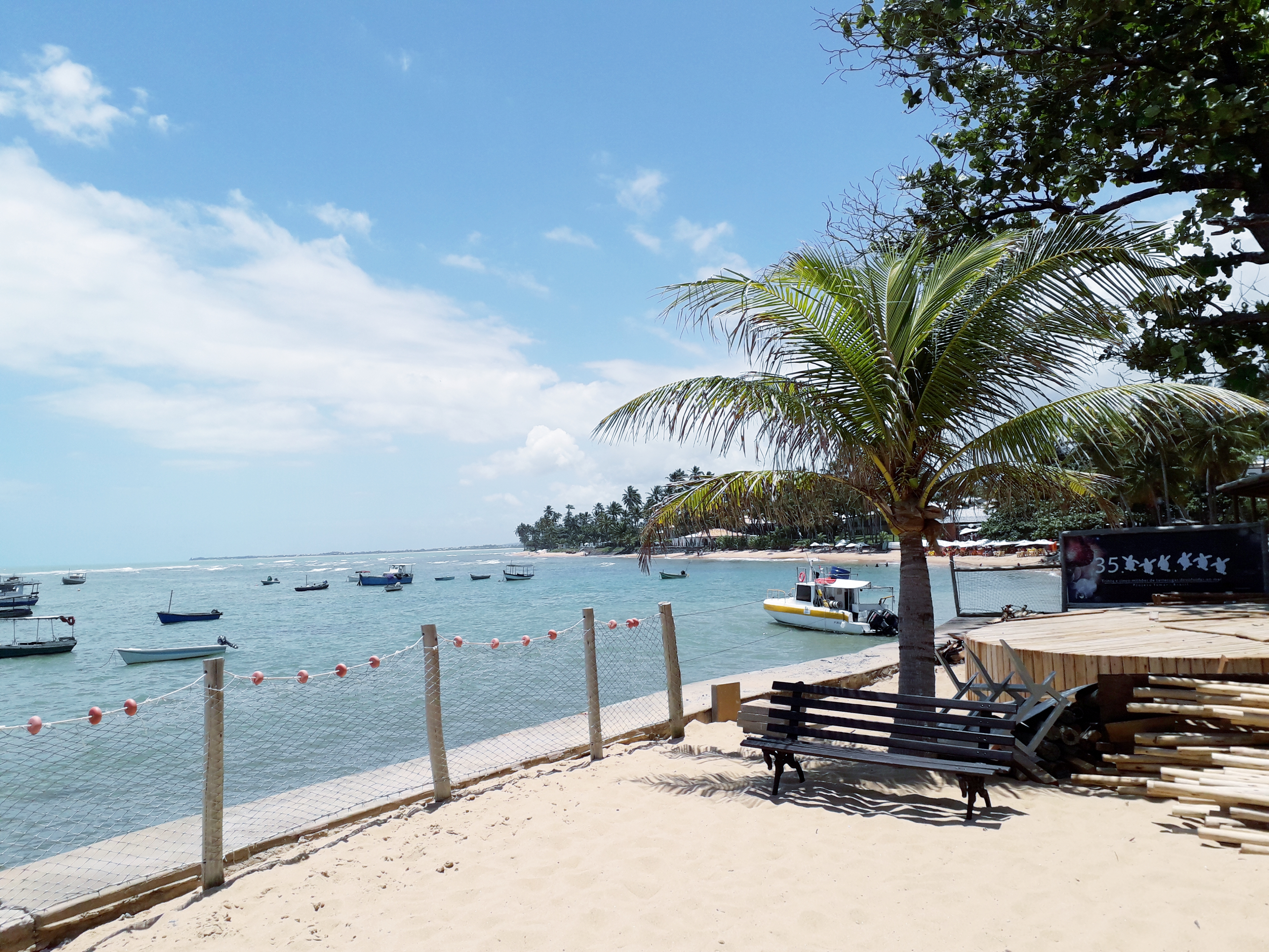 Imagem de Projeto Tamar analisa estômagos de peixes na  Praia do Forte e não detecta vestígios de óleo