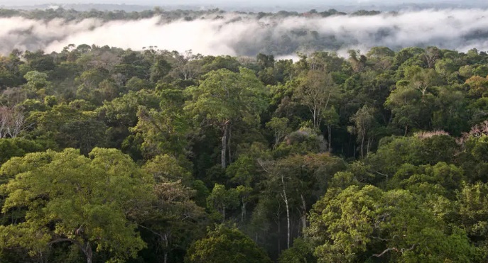 Floresta amazônica