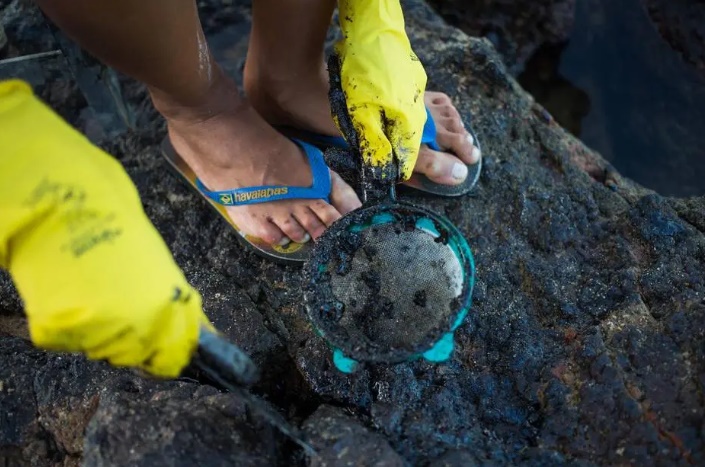 Estudo apontou redução de quase 66% no número de invertebrados bentônicos vivos após o derramamento de óleo na costa brasileira