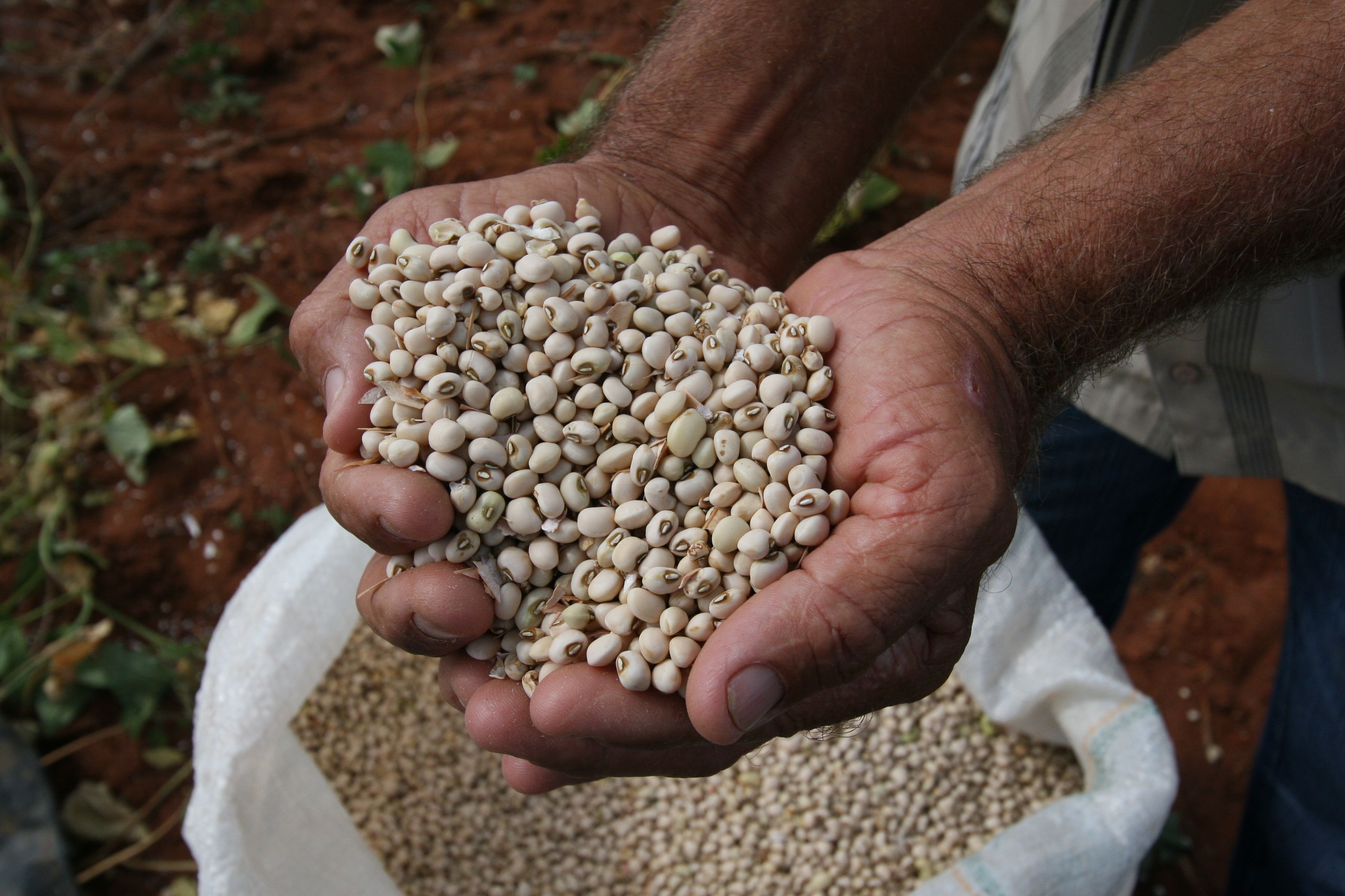 Previsão da produção da primeira safra de feijão é de 137,3 mil toneladas Previsão da produção da primeira safra de feijão é de 137,3 mil toneladas