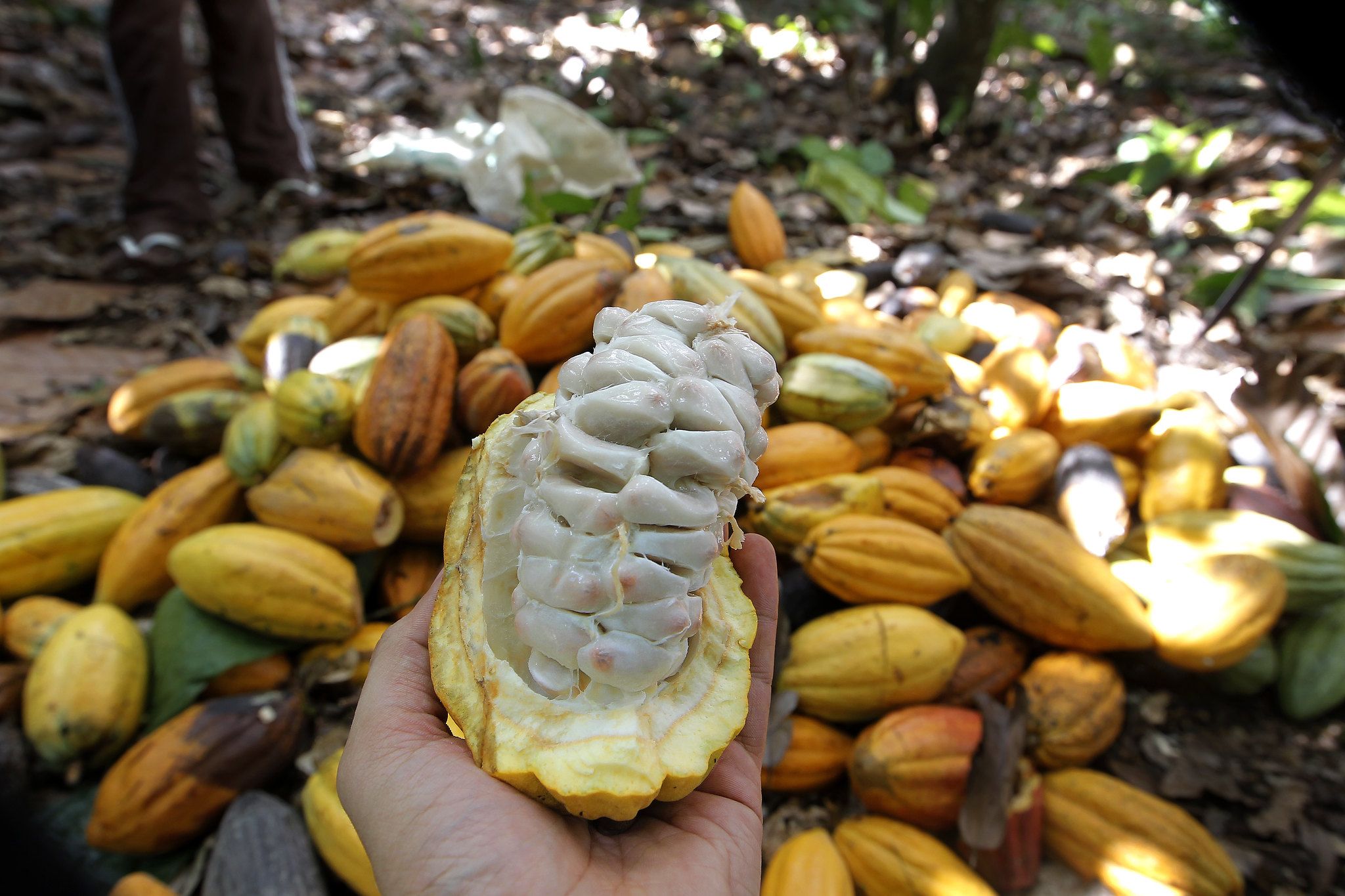 IBGE projeta avanço de 0,4% na comparação anual