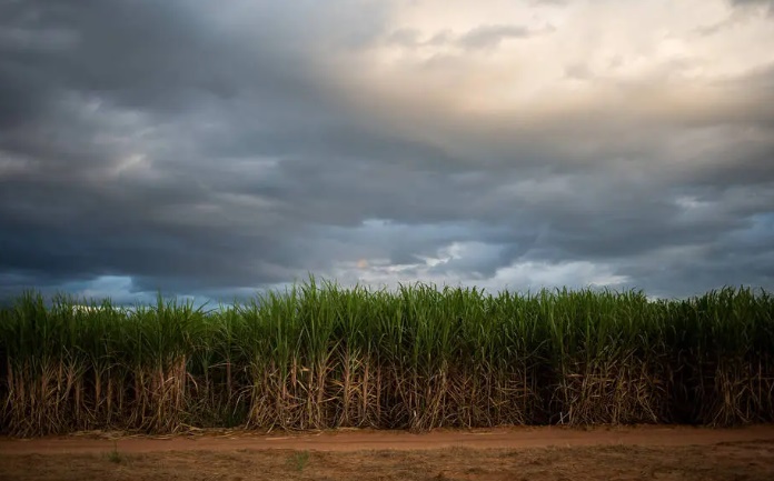 Plantação de cana 