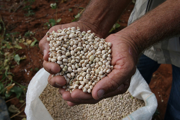 O IBGE estimou uma produção de cereais, oleaginosas e leguminosas em torno de 8,7 milhões de toneladas