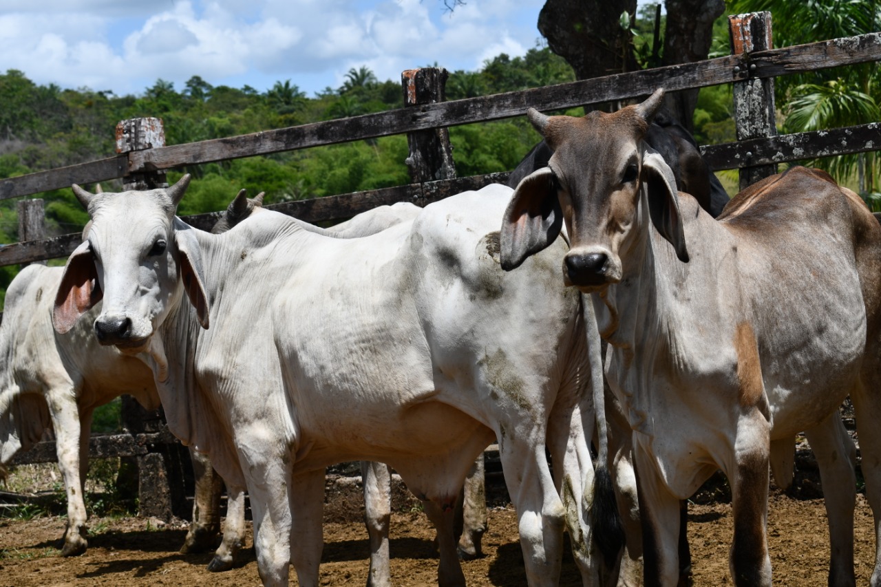 Imagem de Bahia prorroga vacinação contra a Febre Aftosa até 30 de junho Imagem de Bahia prorroga vacinação contra a Febre Aftosa até 30 de junho