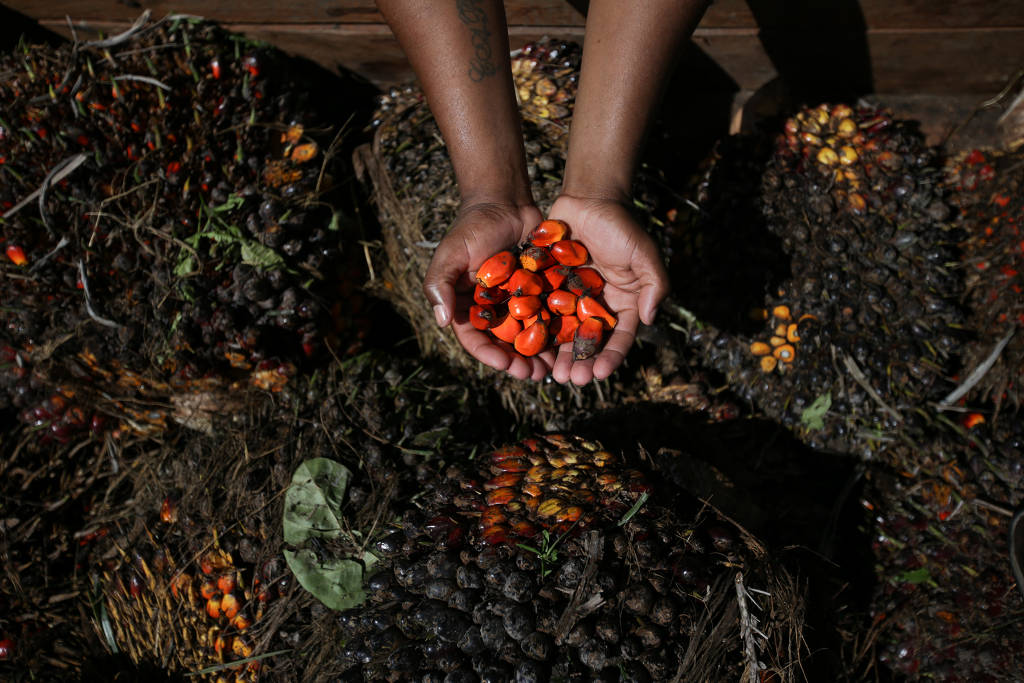 Trabalhador segura a semente do dendê colhido na fazenda Misericórdia, a maior produtora da região de Nazaré, na Bahia