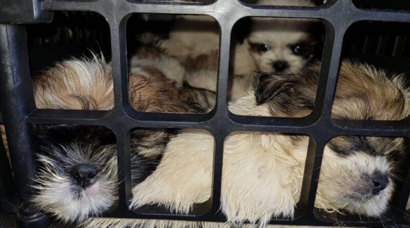 Imagem de Justiça determina que filhotes de shin tzu apreendidos em Itaberaba sejam entregues para ONG