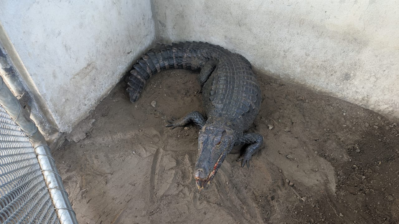 Jacaré foi capturado na praia de Jaguaribe Jacaré foi capturado na praia de Jaguaribe