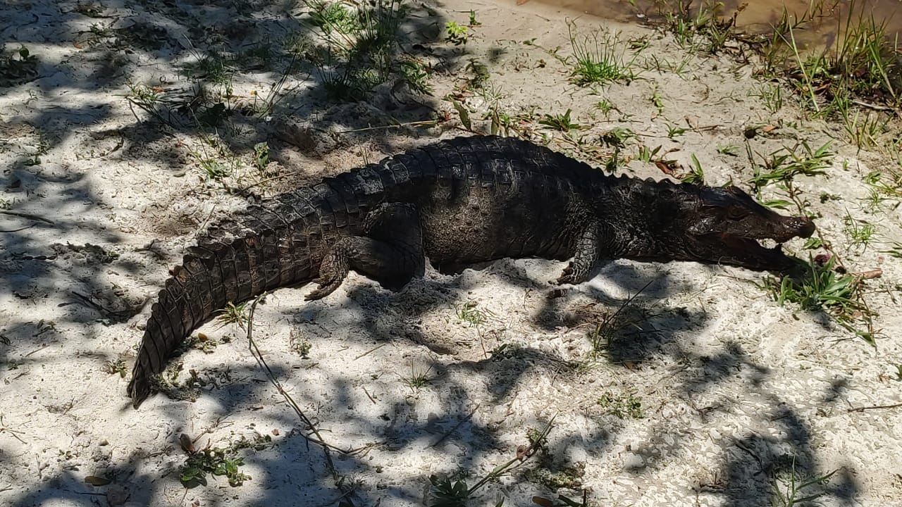 Imagem de CETAS realiza soltura de jacaré-anão resgatado na praia de Jaguaribe