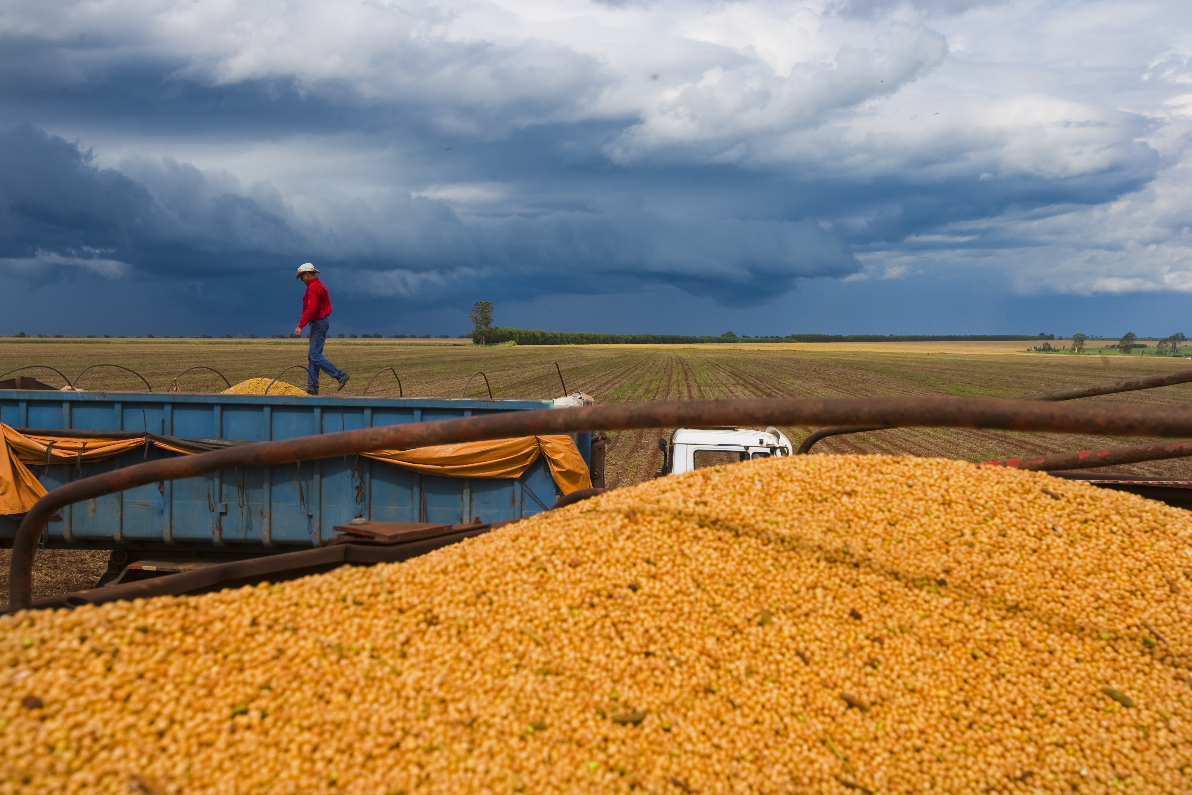 Estimativa é do Levantamento Sistemático da Produção Agrícola