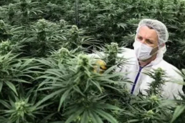 Em 2018, 40% das prisões por drogas feitas nos EUA foram por delitos ligados à maconha e pouco mais de 90% dessas detenções foram por posse da droga