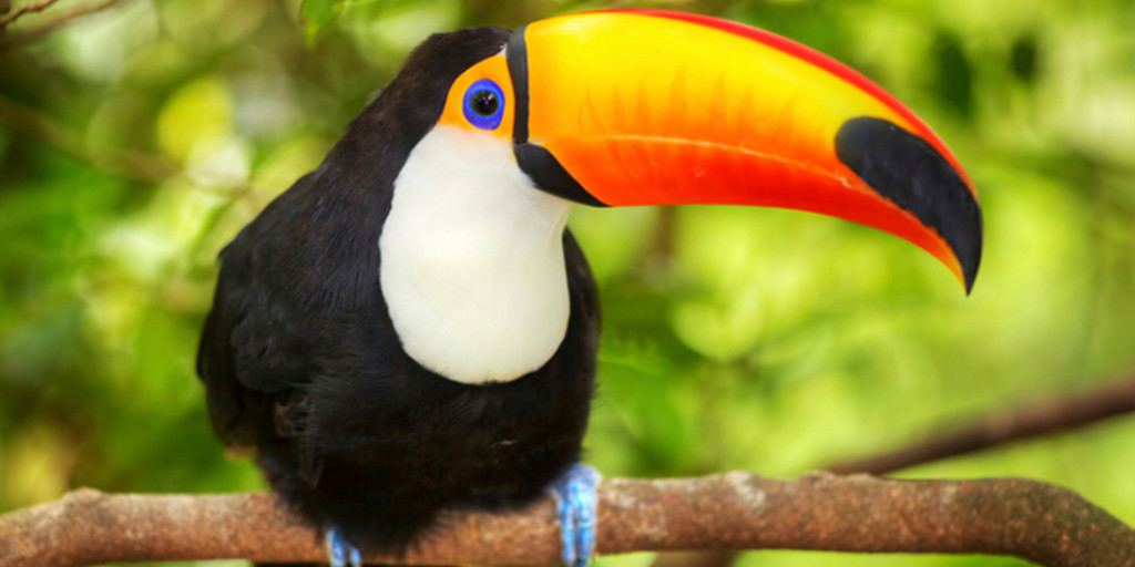 Tucano 