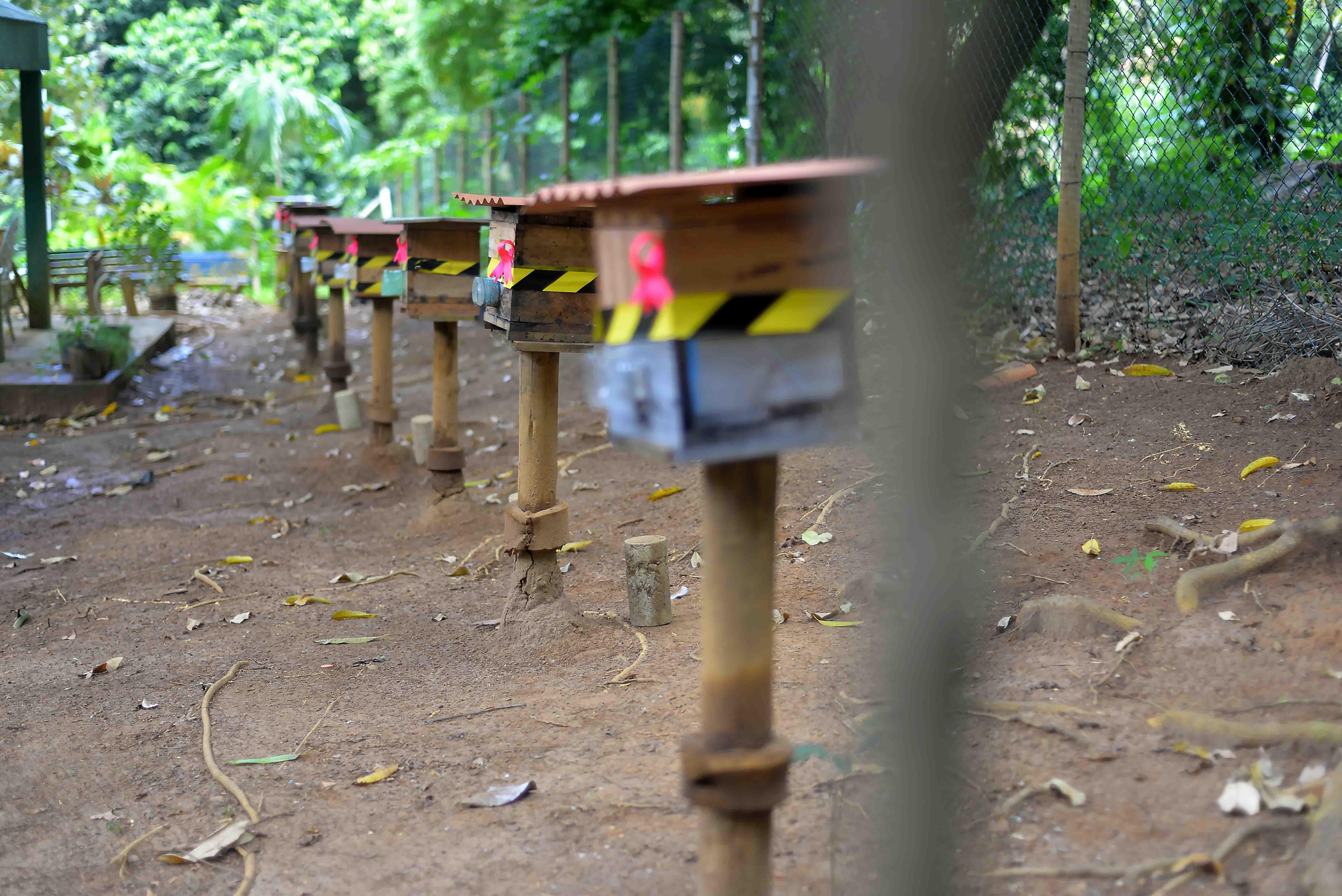 As estruturas estarão presentes em hortas urbanas e vão se somar aos 14 meliponários existentes As estruturas estarão presentes em hortas urbanas e vão se somar aos 14 meliponários existentes