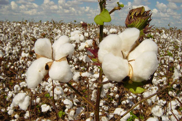 No primeiro trimestre de 2021, o PIB do agronegócio totalizou R$ 21,6 bilhões No primeiro trimestre de 2021, o PIB do agronegócio totalizou R$ 21,6 bilhões