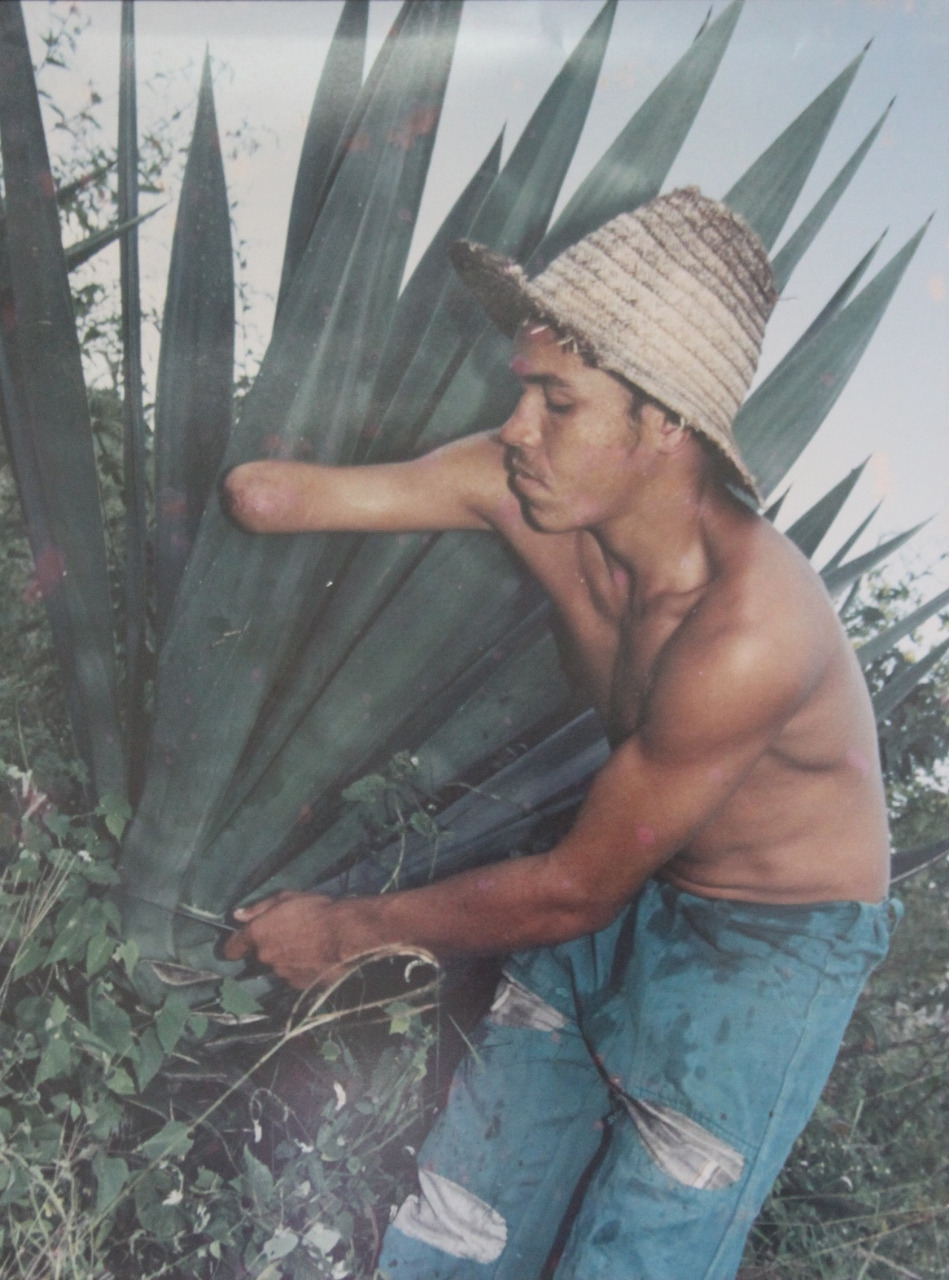 MPT aciona empresa por usar trabalho escravo na cadeia do sisal
