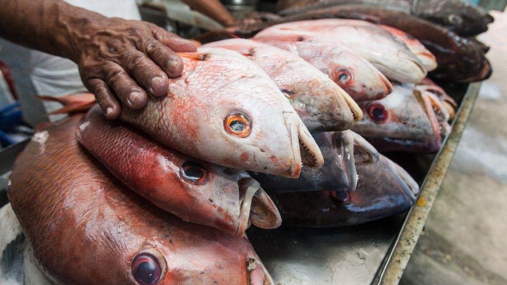 Casos relatam o consumo de certos peixes e crustáceos cozidos Casos relatam o consumo de certos peixes e crustáceos cozidos