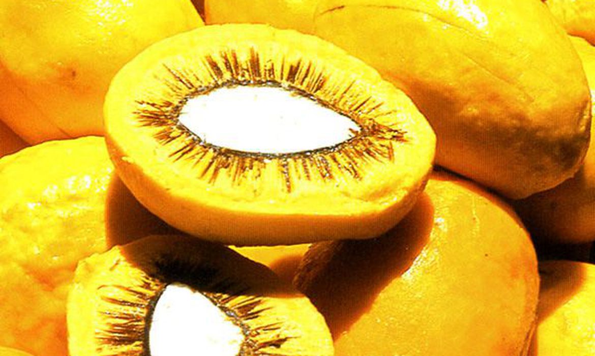 Unesp encontra forma criativa e sustentável de aproveitar fruto Unesp encontra forma criativa e sustentável de aproveitar fruto