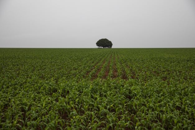 Perdas do agronegócio com estiagem no RS podem passar de R$ 19 bi, diz entidade