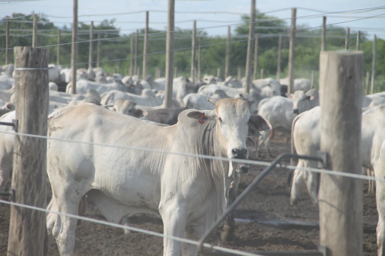 A meta é alcançar 27 mil cabeças daqui três anos