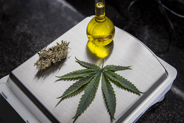 Canabis medicinal