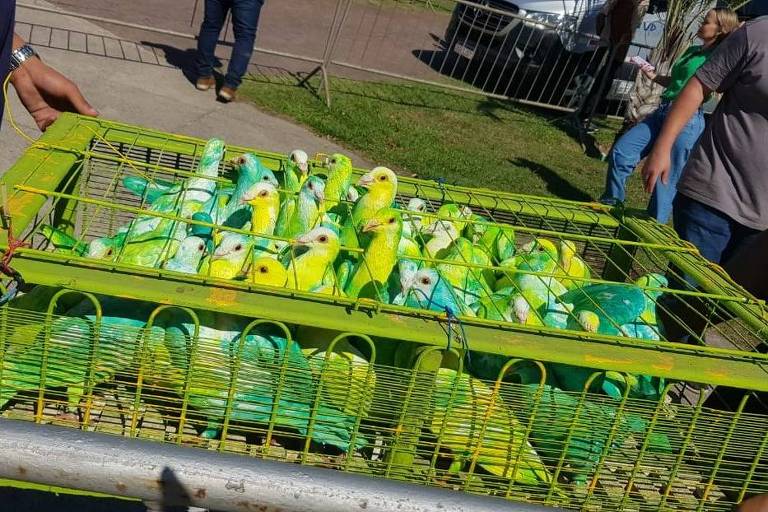 Aves estavam engaioladas na Praça do Papa durante a Marcha para Jesus