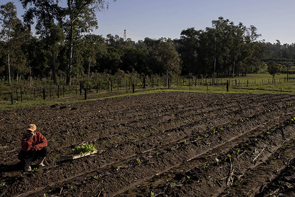Agricultor em plantação de fumo no Rio Grande do Sul