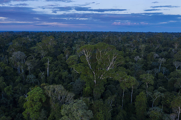 Área preservada da Amazônia perto de Uruará (PA) Área preservada da Amazônia perto de Uruará (PA)