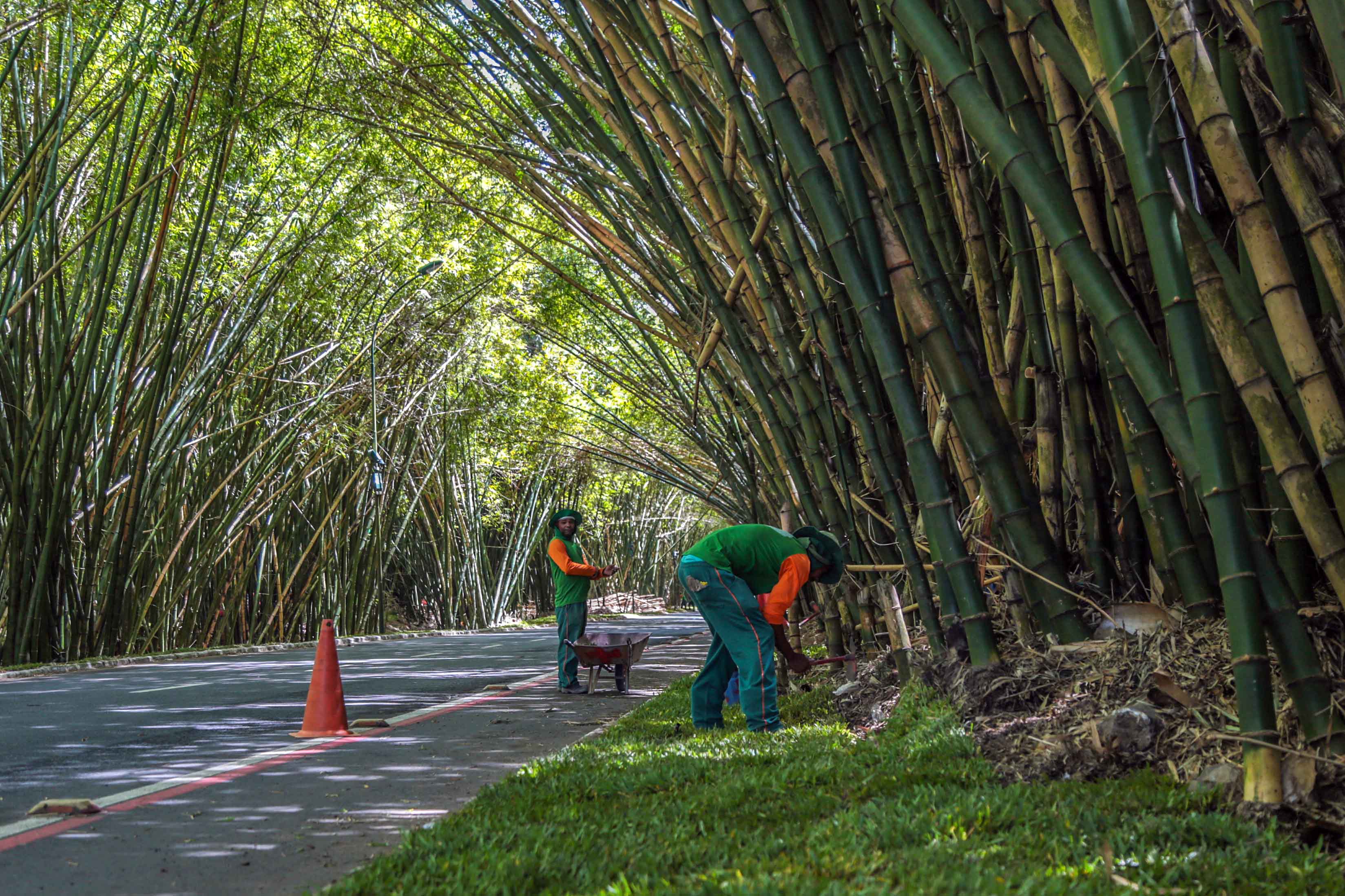 Imagem de Primeira fase da revitalização do bambuzal do aeroporto de Salvador está 60% concluída