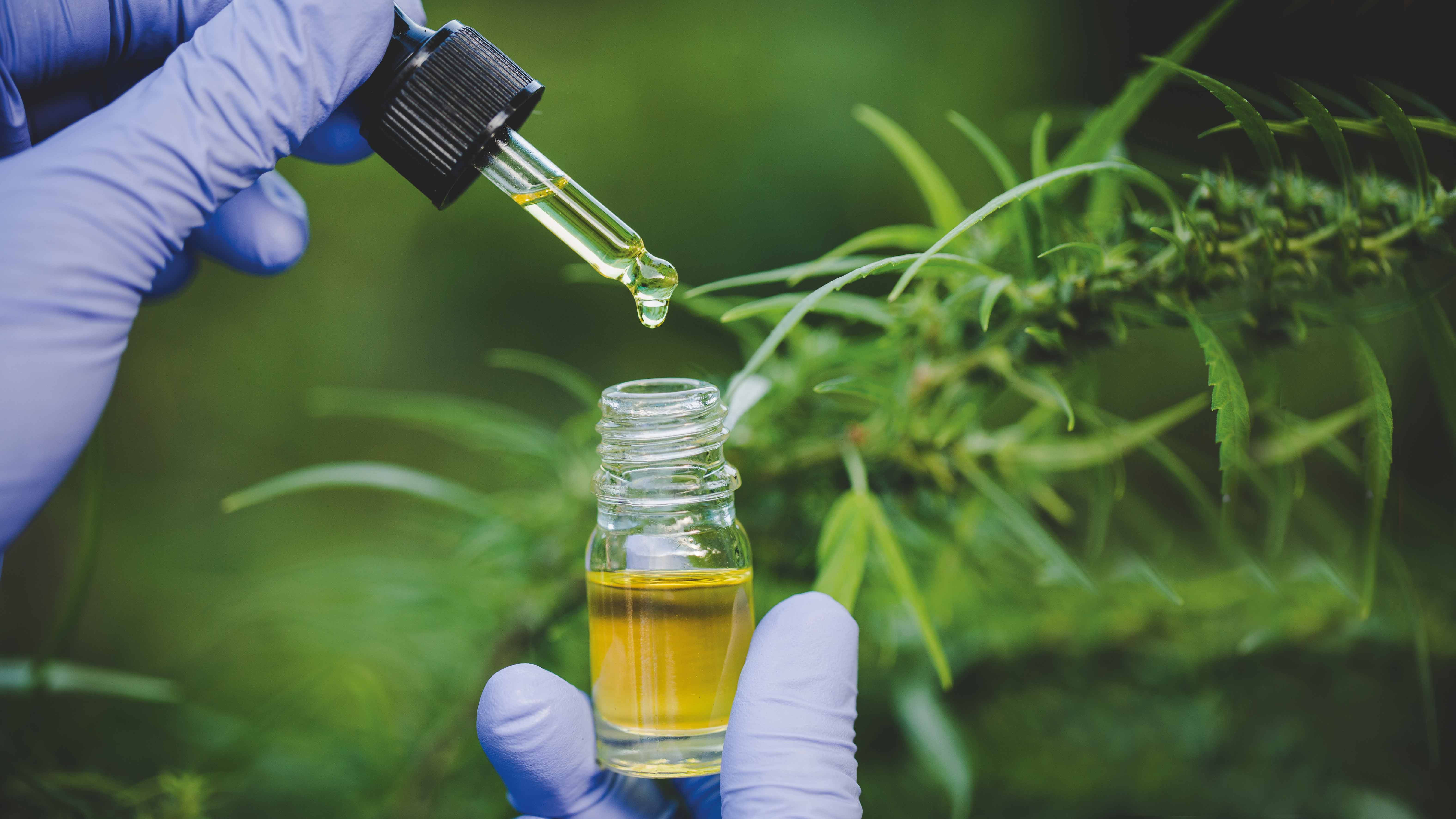 Anvisa defende manutenção de marco regulatório para cannabis medicinal