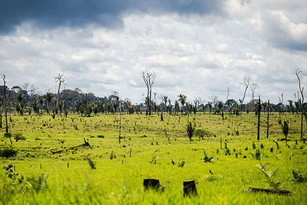 Área desmatada no Pará