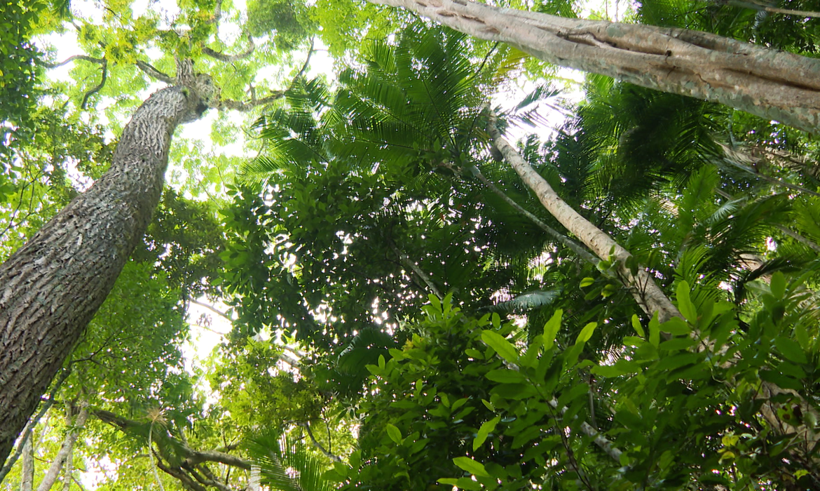 Dados foram divulgados pela Fundação SOS Mata Atlântica Dados foram divulgados pela Fundação SOS Mata Atlântica