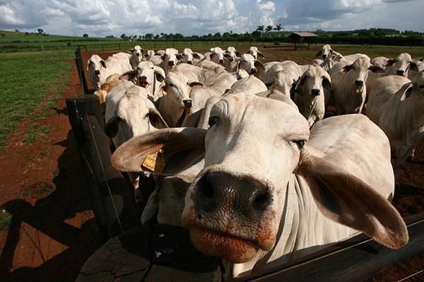 Animal identificado com a doença tinha 9 anos e estava em uma pequena propriedade em Marabá