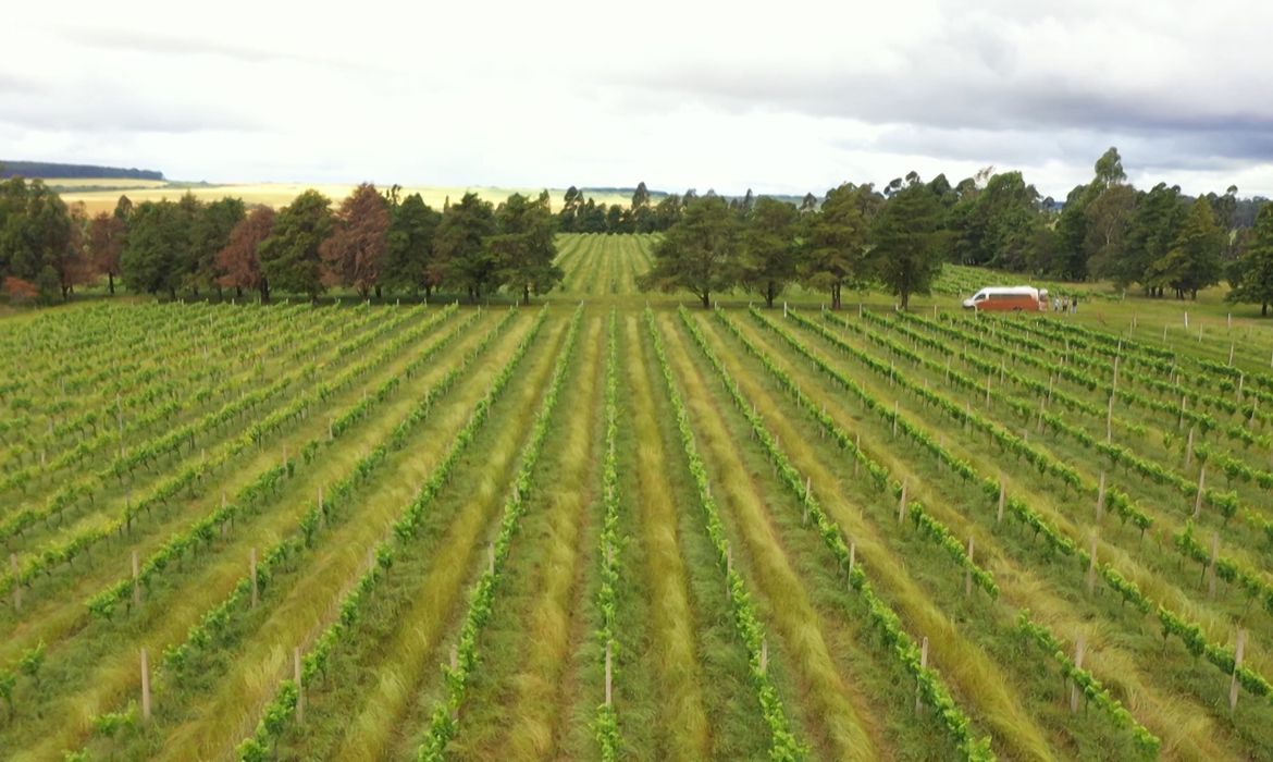 Órgão quer que propriedades sejam voltadas para reforma agrária