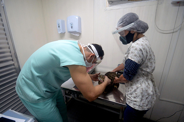 Médicos veterinários irão atuar na Diretoria de Proteção Animal