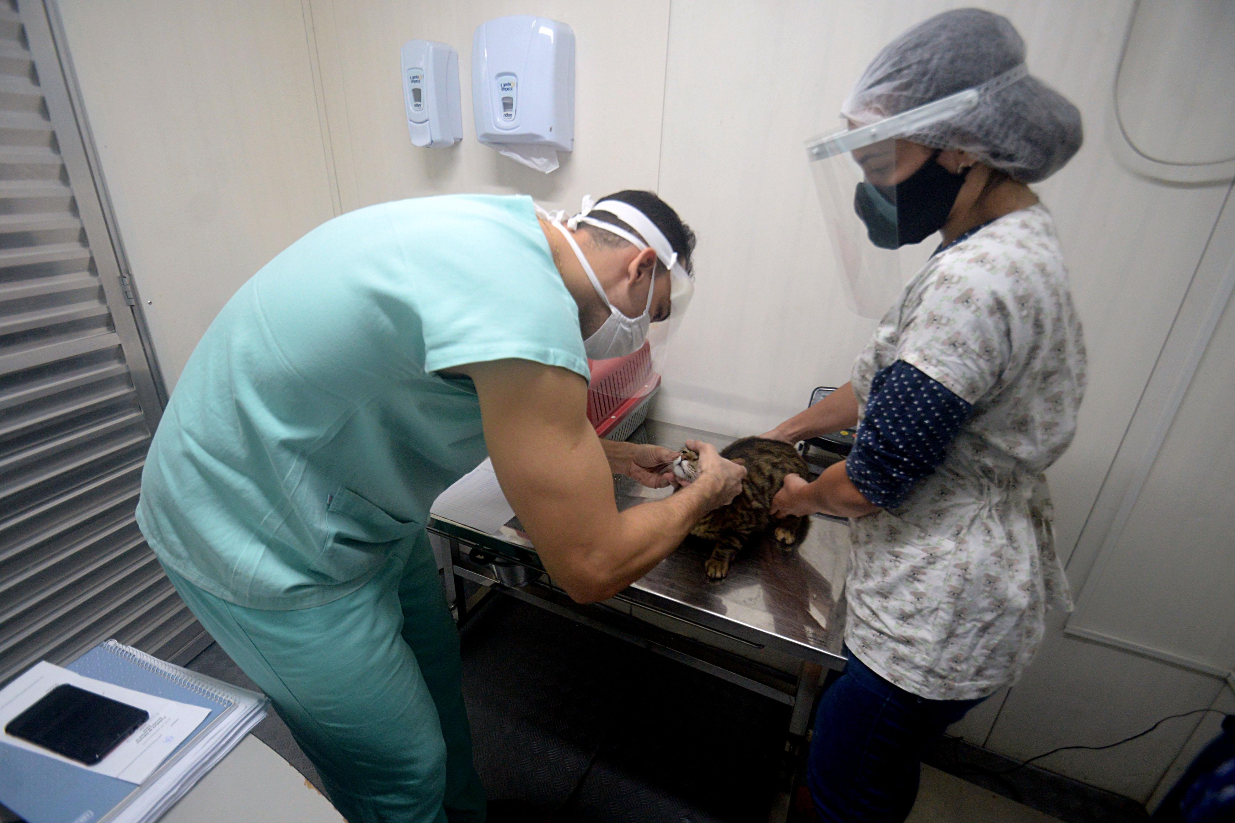 A seleção visa contratar cinco médicos veterinários que irão atuar na Diretoria de Proteção Animal