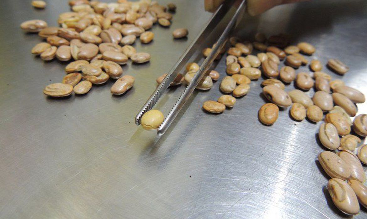 Governo quer ampliar crédito a produtor de café para tentar reduzir inflação