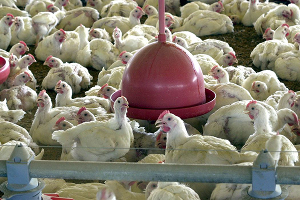 Decisão suspende envio de carnes de aves para China, Argentina, Peru e México