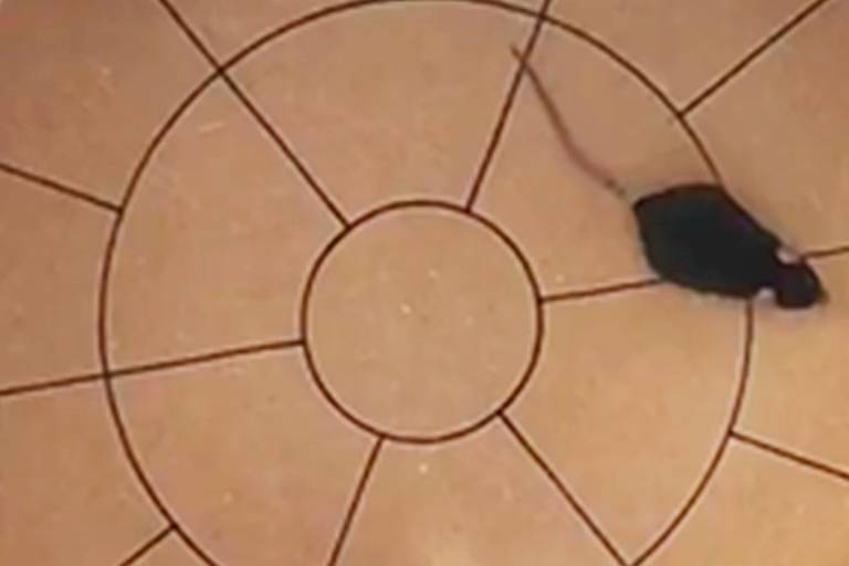 Pesquisadores analisaram comportamento e as estruturas cerebrais envolvidas no processo de dependência por cocaína