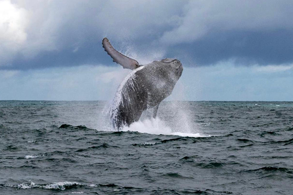 Projeto "Baleias Soteropolitanas" Projeto "Baleias Soteropolitanas"