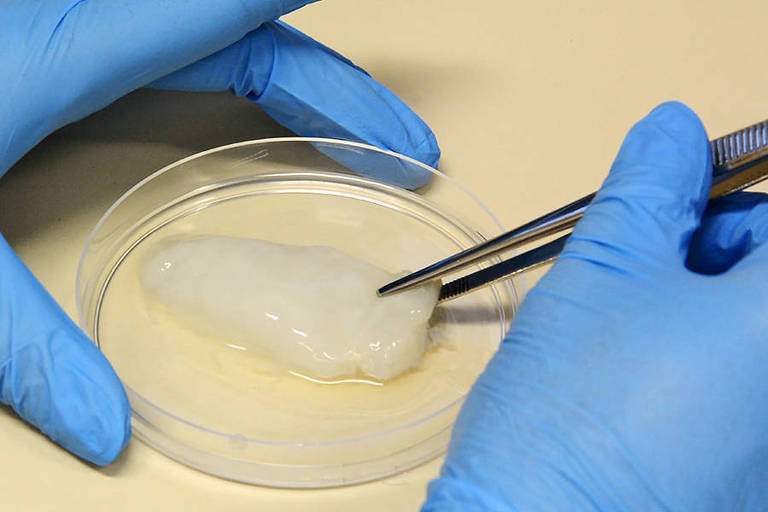 Tião Medeiros diz que pecuária será destruída pela 'carne do futuro'; entidades acusam projeto de censura à pesquisa