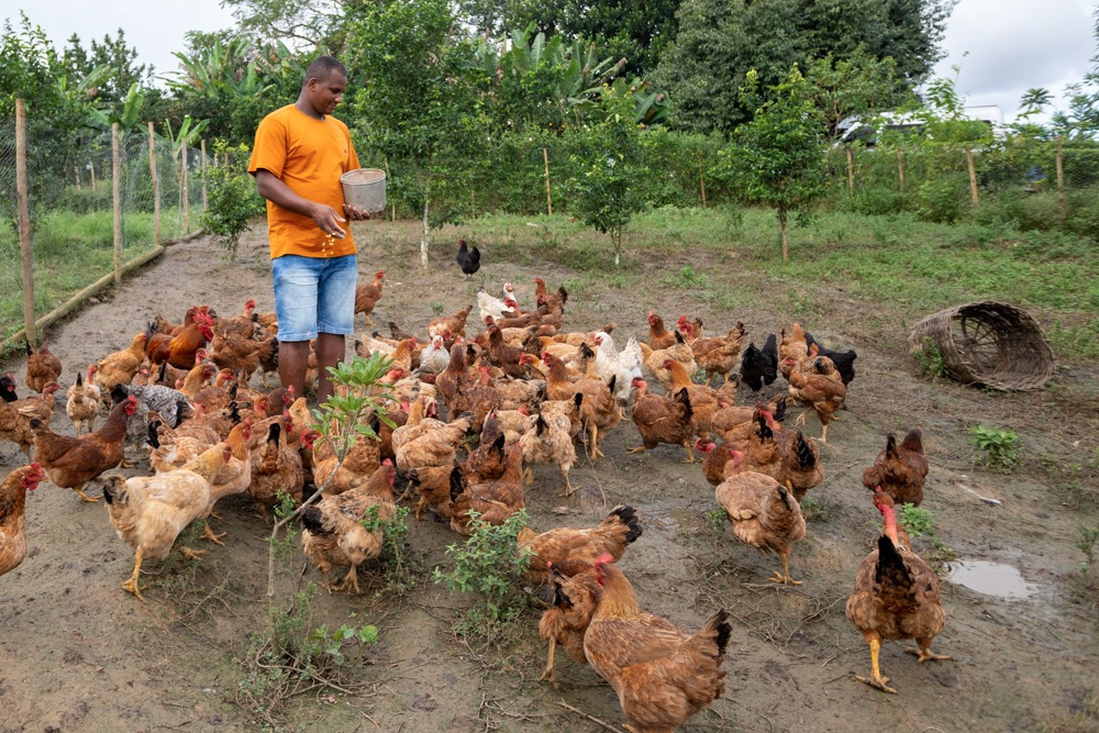 As ações incluem também a implantação de entrepostos de ovos As ações incluem também a implantação de entrepostos de ovos