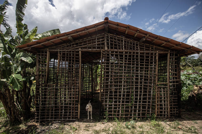 Cachorro em construção abandonada em Cachoeira (BA), cidade que registra conflito entre grileiros e quilombolas; família estava erguendo casa morar, mas estrutura foi incendiada em setembro