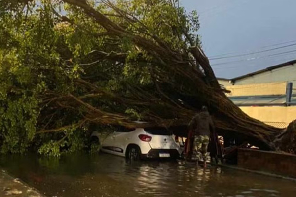Árvore cai em cima de carro no bairro da Ribeira