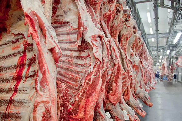 Mesmo com tarifas de Trump, vendas externas da carne bovina brasileira caminham para um recorde Mesmo com tarifas de Trump, vendas externas da carne bovina brasileira caminham para um recorde