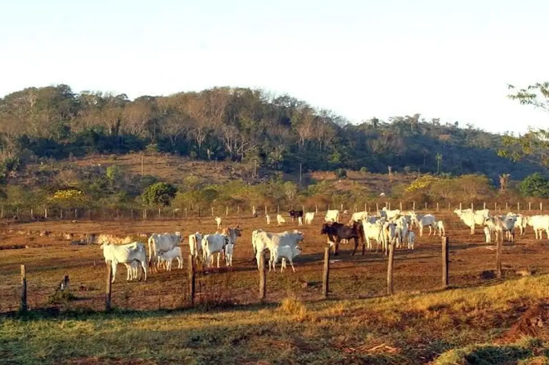Ondas de calor podem derrubar produção de gado de corte e de leite e afetar frango e ovos