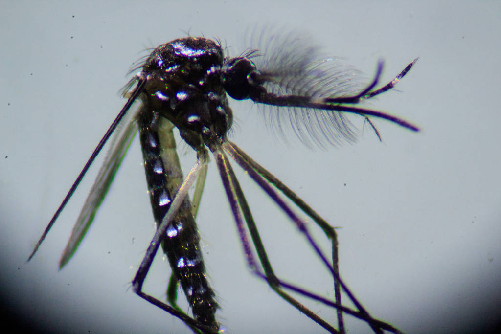 O mosquitos Aedes Aegypti