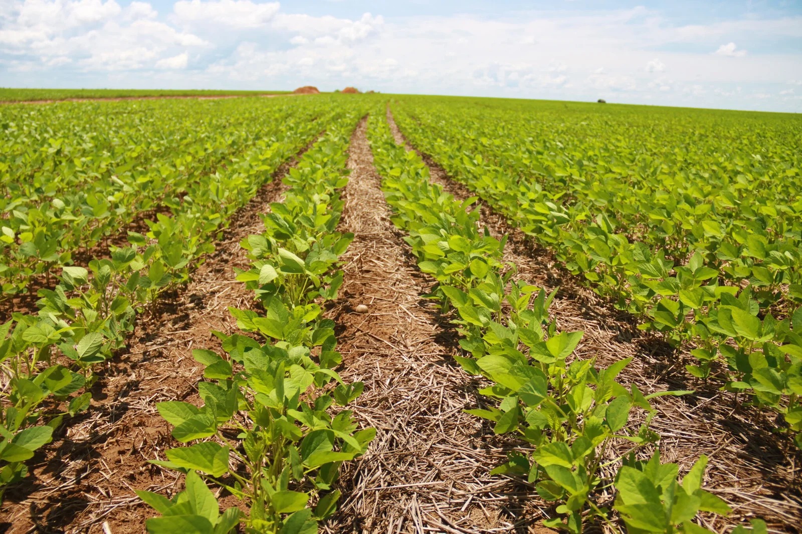 Aiba estima um total aproximado de 2 milhões de hectares da oleaginosa no Oeste baiano