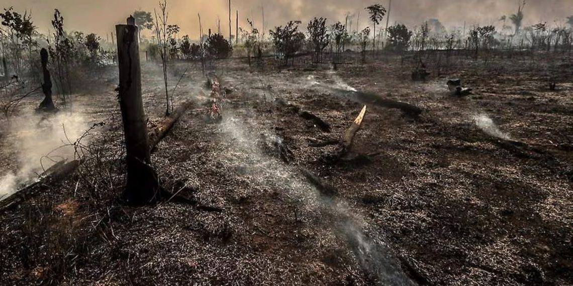 Os dados do Inpe não dizem, no entanto, quanto deste desmatamento é legal, e quanto é ilegal