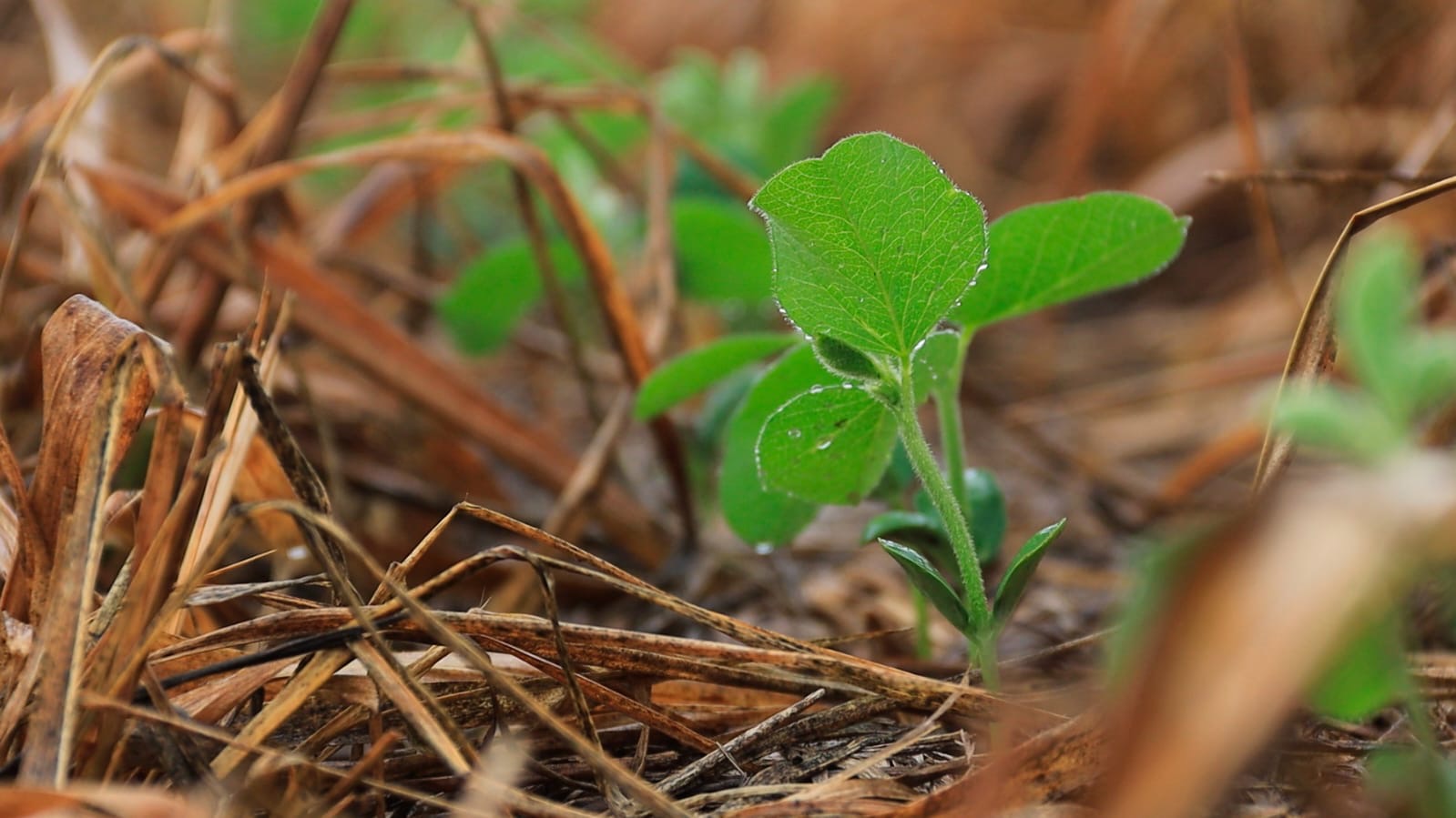 Segundo o Conselho Técnico, a estimativa é que sejam plantados 2 milhões de hectares na região Segundo o Conselho Técnico, a estimativa é que sejam plantados 2 milhões de hectares na região