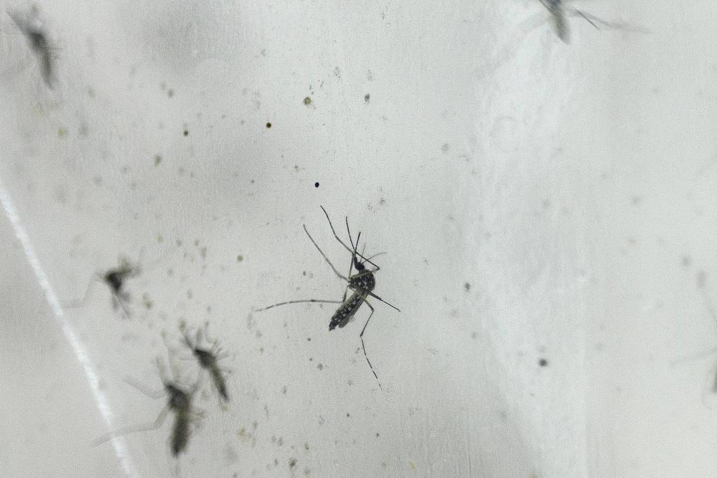 Mosquitos Aedes aegypti são transmissores da dengue
